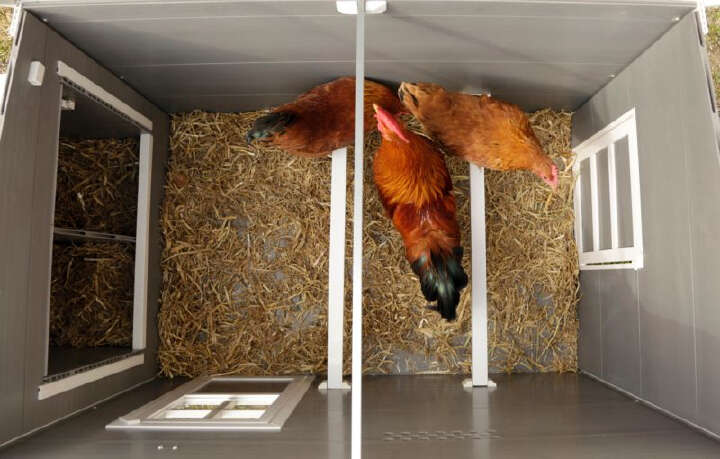 KERBL Hühnerstall Barney aus ECO-Kunststoff